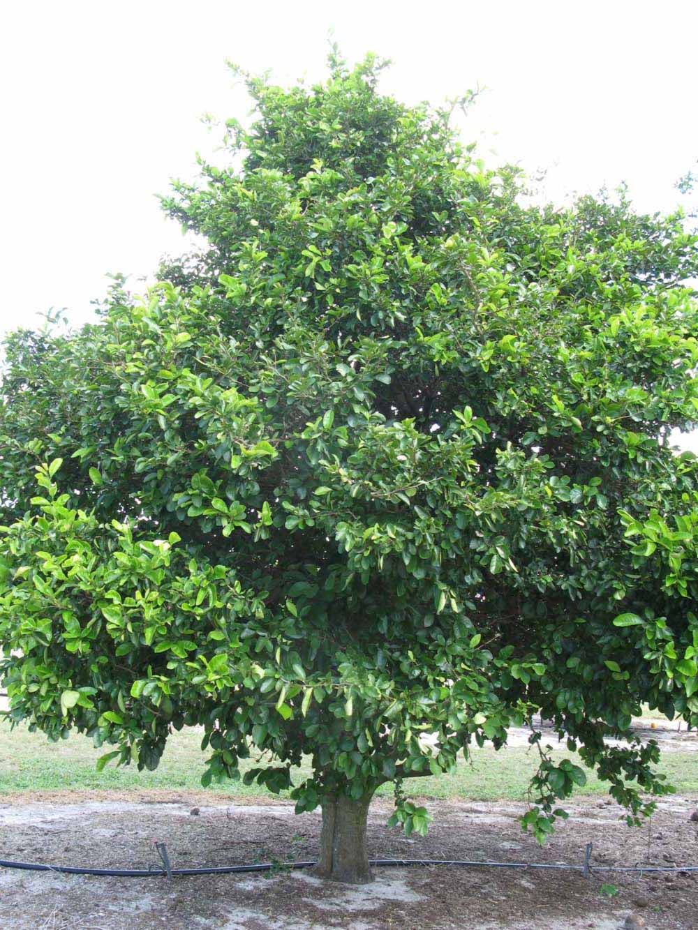              Habit (Winter Haven, FL)       